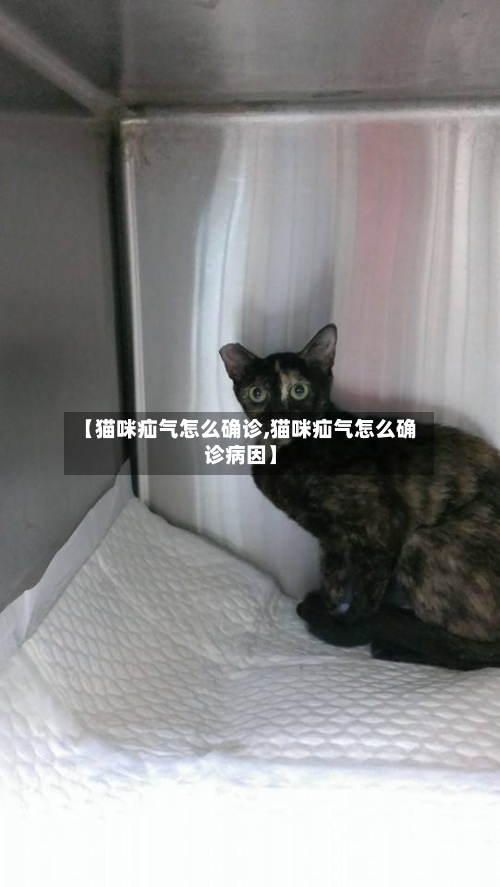 【猫咪疝气怎么确诊,猫咪疝气怎么确诊病因】