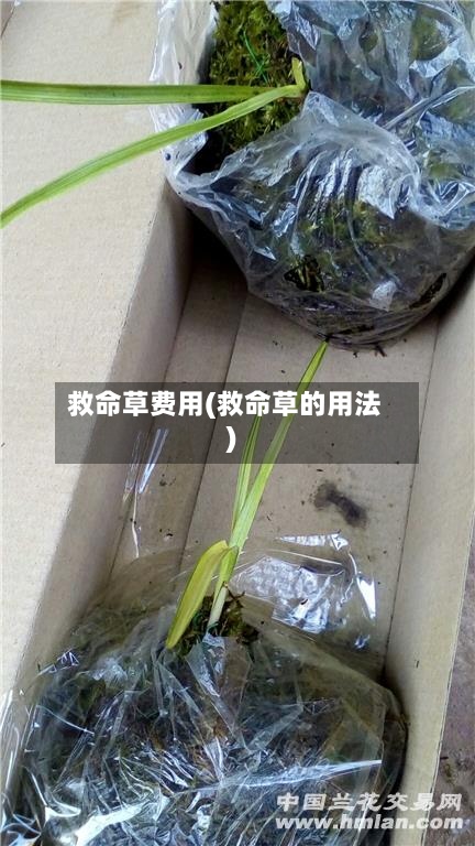 救命草费用(救命草的用法)-第2张图片