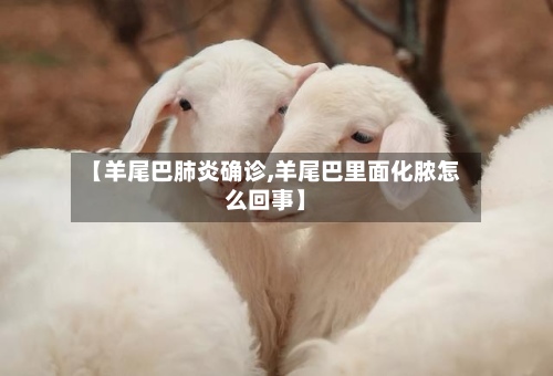 【羊尾巴肺炎确诊,羊尾巴里面化脓怎么回事】-第2张图片